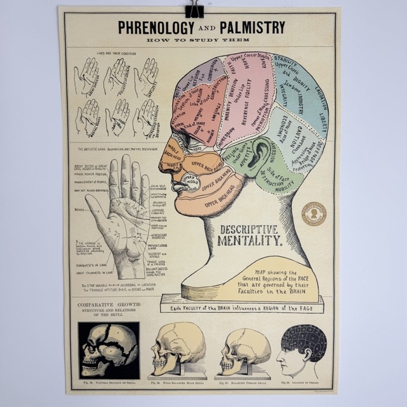 Cavallini Phrenology & Palmistry 20” x 28” Poster - Picture 1 of 6